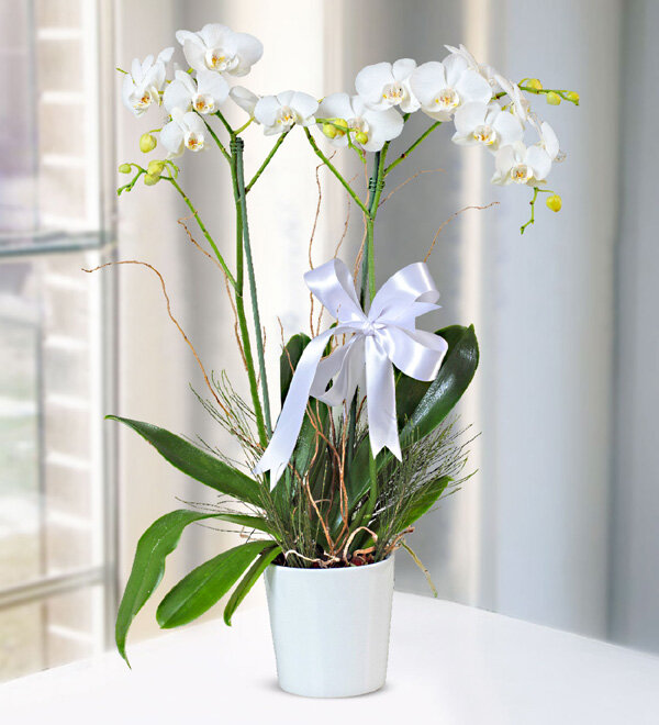 çift dallý beyaz orkide 