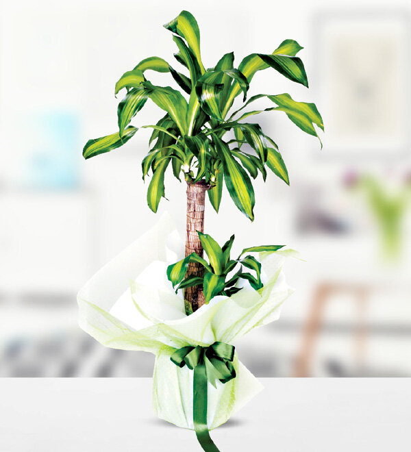 yucca massengena 2 kkl