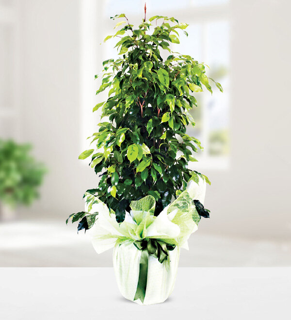ficus benjamin 