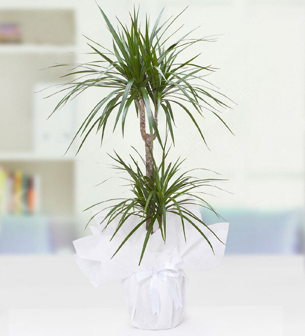 marginata 2 li 